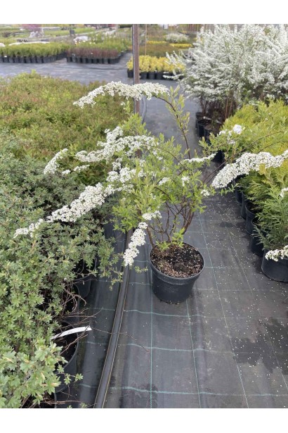 Спірея сіра Грефшейм / Грефшайм - 5л/вис.60-70см/Ø50-60см